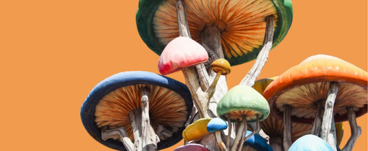 mushrooms for beginners