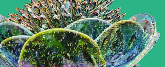 How Do Adaptogens Help With Stress?
