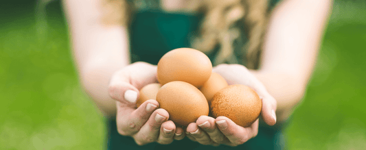 Are Eggs Good for Gut Health?